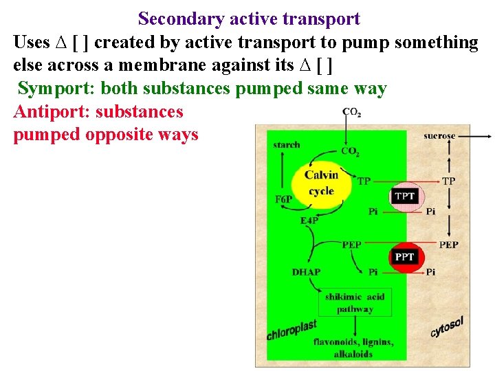 Secondary active transport Uses ∆ [ ] created by active transport to pump something