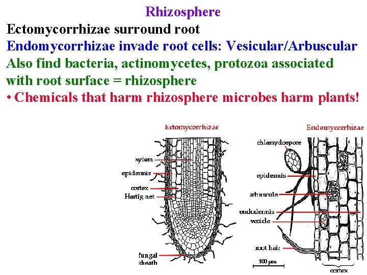 Rhizosphere Ectomycorrhizae surround root Endomycorrhizae invade root cells: Vesicular/Arbuscular Also find bacteria, actinomycetes, protozoa