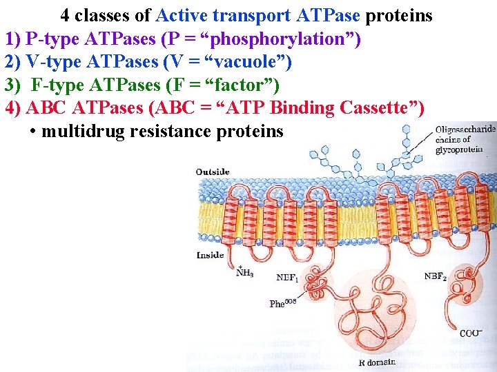 4 classes of Active transport ATPase proteins 1) P-type ATPases (P = “phosphorylation”) 2)