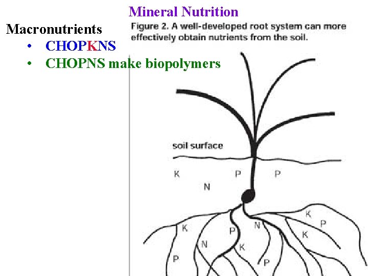 Mineral Nutrition Macronutrients • CHOPKNS • CHOPNS make biopolymers 