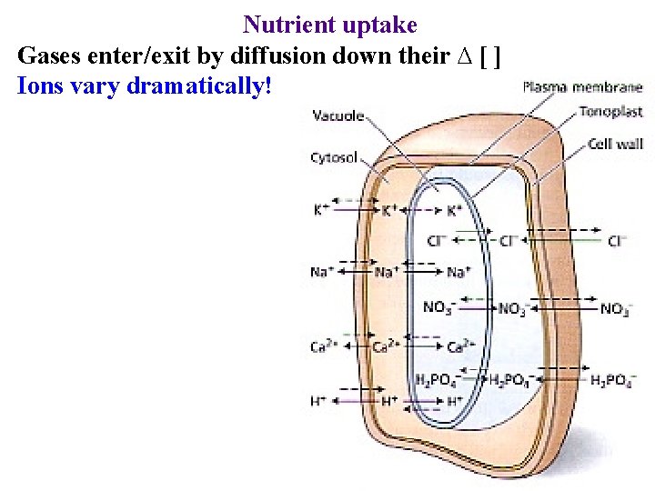Nutrient uptake Gases enter/exit by diffusion down their ∆ [ ] Ions vary dramatically!