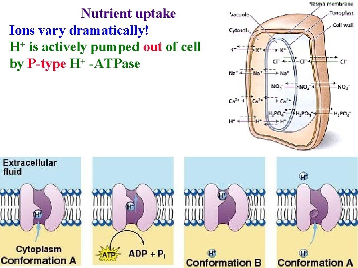 Nutrient uptake Ions vary dramatically! H+ is actively pumped out of cell by P-type