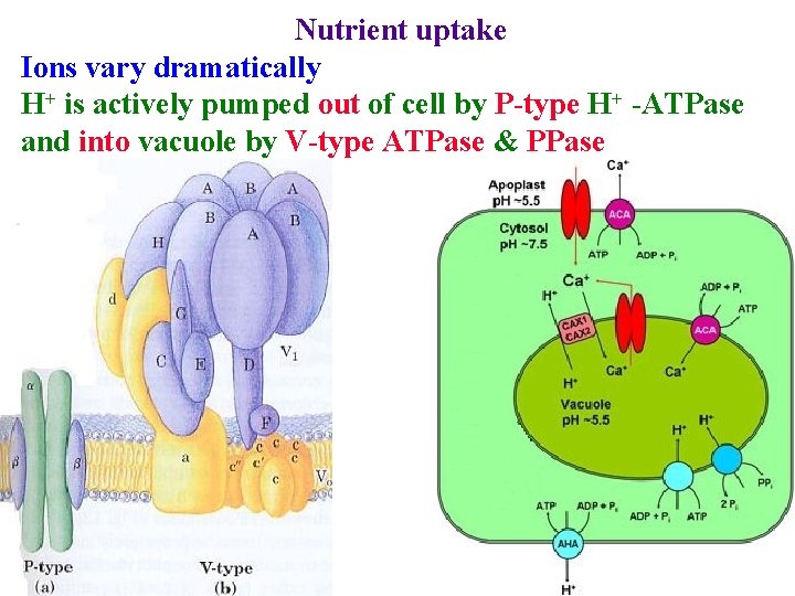 Nutrient uptake Ions vary dramatically H+ is actively pumped out of cell by P-type