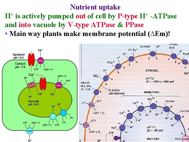 Nutrient uptake H+ is actively pumped out of cell by P-type H+ -ATPase and