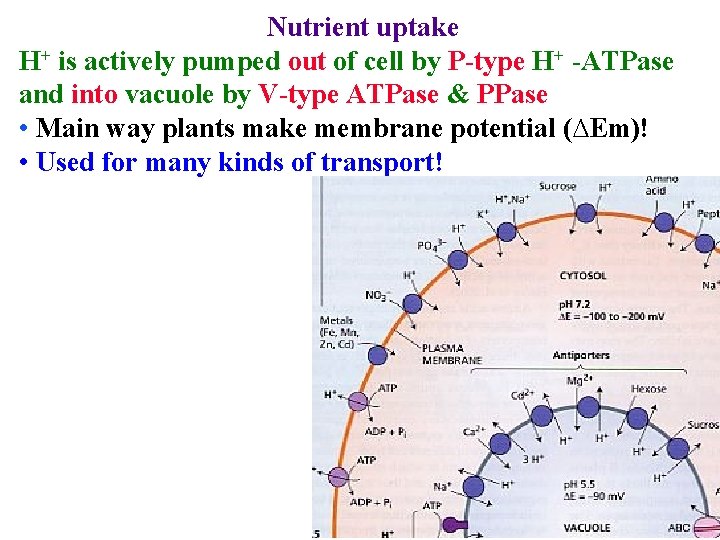 Nutrient uptake H+ is actively pumped out of cell by P-type H+ -ATPase and