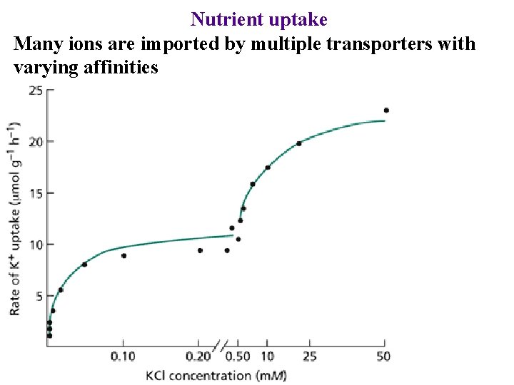 Nutrient uptake Many ions are imported by multiple transporters with varying affinities 