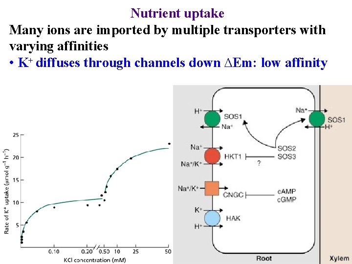 Nutrient uptake Many ions are imported by multiple transporters with varying affinities • K+