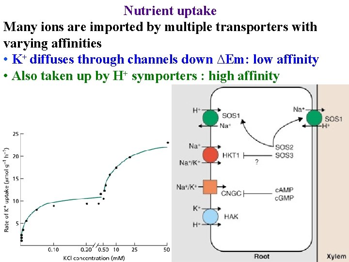 Nutrient uptake Many ions are imported by multiple transporters with varying affinities • K+