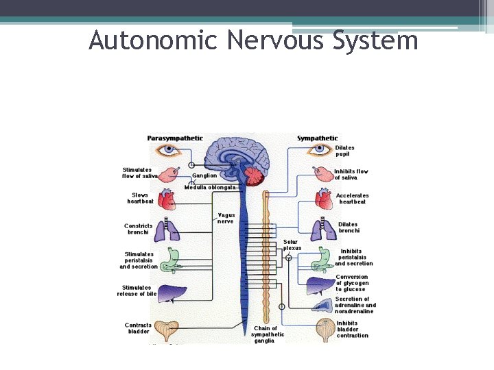 Autonomic Nervous System 