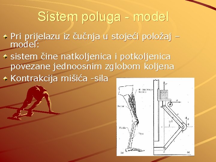 Sistem poluga - model Pri prijelazu iz čučnja u stojeći položaj – model: sistem