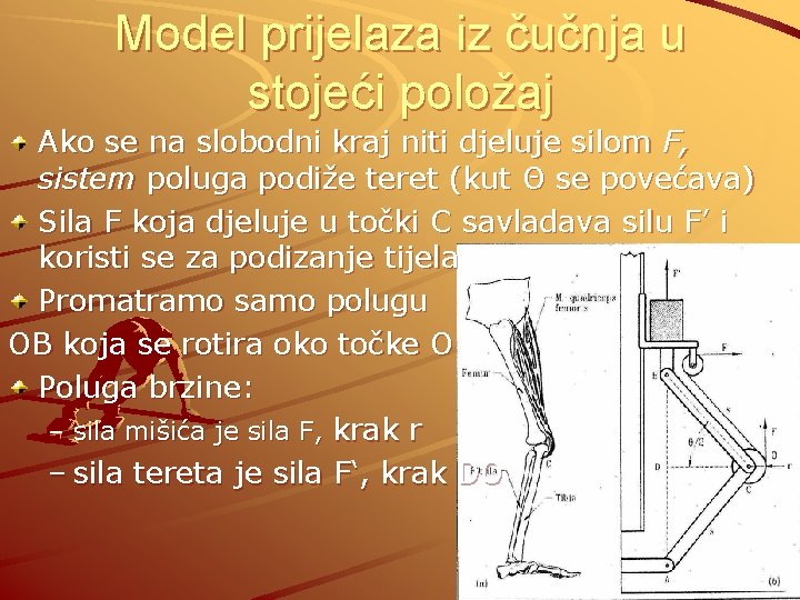 Model prijelaza iz čučnja u stojeći položaj Ako se na slobodni kraj niti djeluje