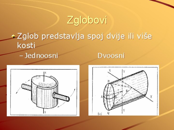 Zglobovi Zglob predstavlja spoj dvije ili više kosti – Jednoosni Dvoosni 