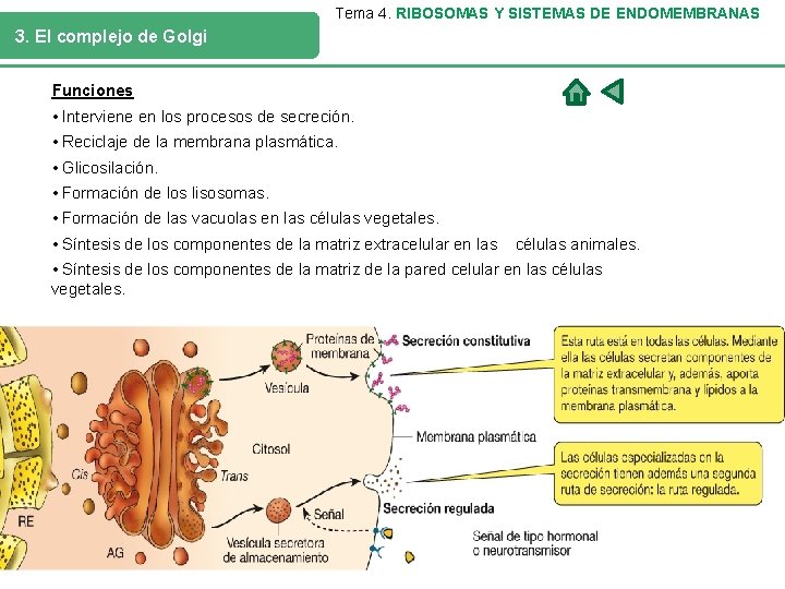 Tema 4. RIBOSOMAS Y SISTEMAS DE ENDOMEMBRANAS 3. El complejo de Golgi Funciones •