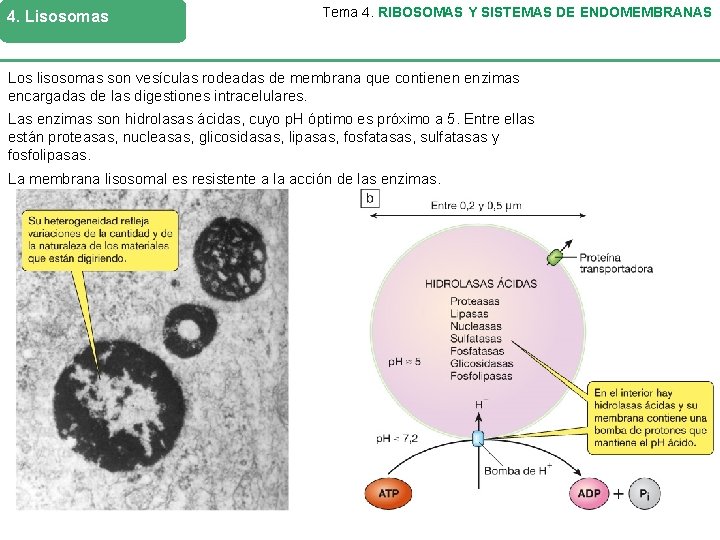 4. Lisosomas Tema 4. RIBOSOMAS Y SISTEMAS DE ENDOMEMBRANAS Los lisosomas son vesículas rodeadas