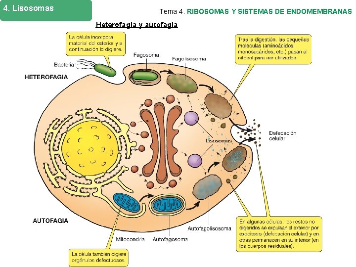 4. Lisosomas Tema 4. RIBOSOMAS Y SISTEMAS DE ENDOMEMBRANAS Heterofagia y autofagia 