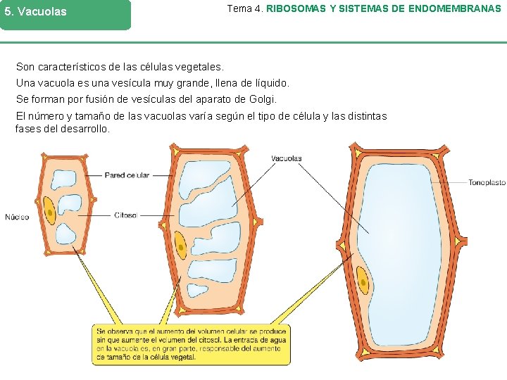 5. Vacuolas Tema 4. RIBOSOMAS Y SISTEMAS DE ENDOMEMBRANAS Son característicos de las células