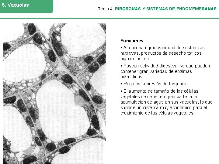 5. Vacuolas Tema 4. RIBOSOMAS Y SISTEMAS DE ENDOMEMBRANAS Funciones • Almacenan gran variedad