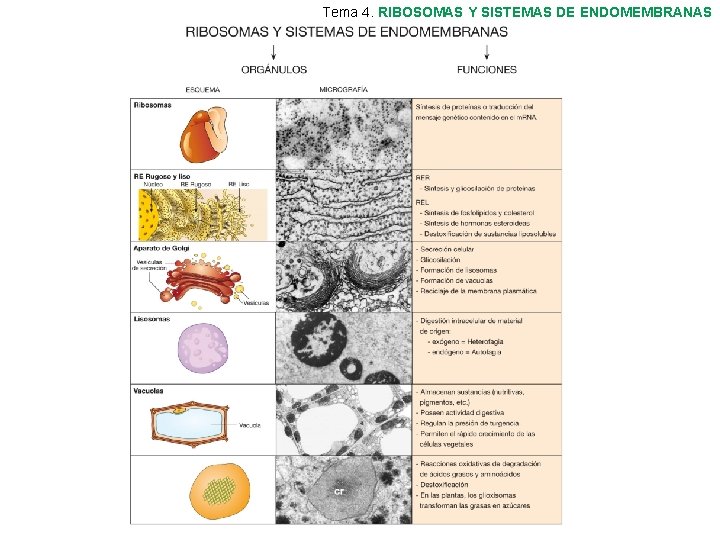 Tema 4. RIBOSOMAS Y SISTEMAS DE ENDOMEMBRANAS 