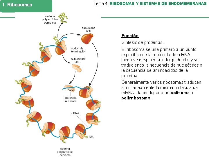 1. Ribosomas Tema 4. RIBOSOMAS Y SISTEMAS DE ENDOMEMBRANAS Función Síntesis de proteínas. El