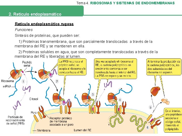 Tema 4. RIBOSOMAS Y SISTEMAS DE ENDOMEMBRANAS 2. Retículo endoplasmático rugoso Funciones Síntesis de