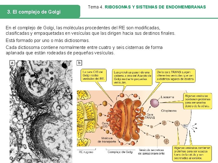 3. El complejo de Golgi Tema 4. RIBOSOMAS Y SISTEMAS DE ENDOMEMBRANAS En el