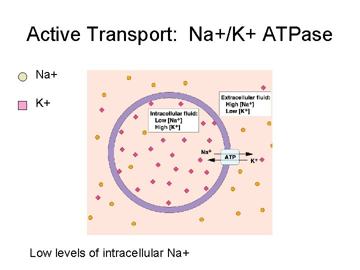 Active Transport: Na+/K+ ATPase Na+ K+ Low levels of intracellular Na+ 