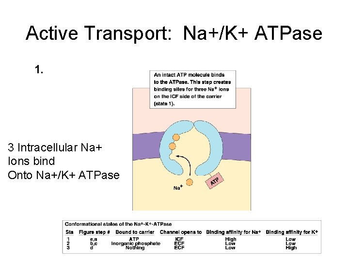 Active Transport: Na+/K+ ATPase 1. 3 Intracellular Na+ Ions bind Onto Na+/K+ ATPase 