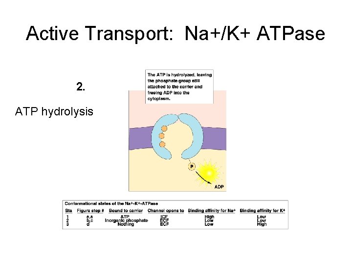 Active Transport: Na+/K+ ATPase 2. ATP hydrolysis 