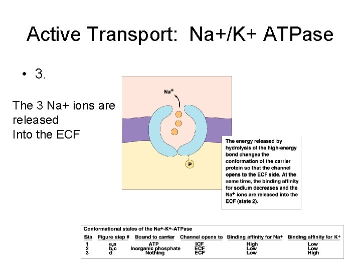 Active Transport: Na+/K+ ATPase • 3. The 3 Na+ ions are released Into the