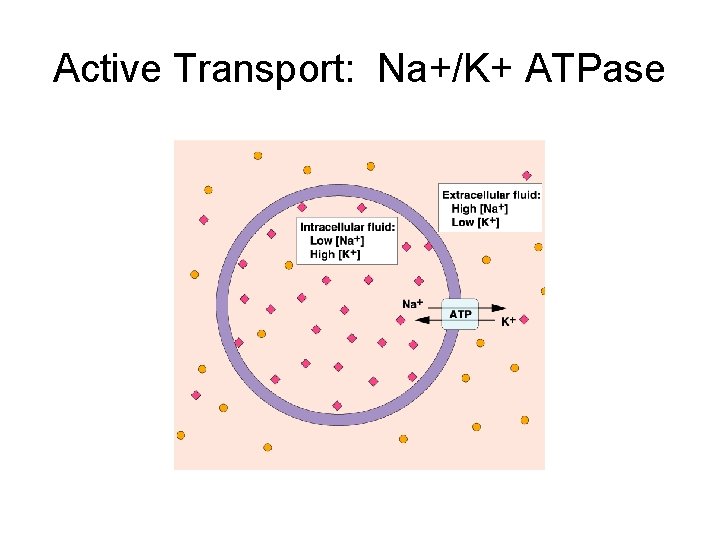 Active Transport: Na+/K+ ATPase 