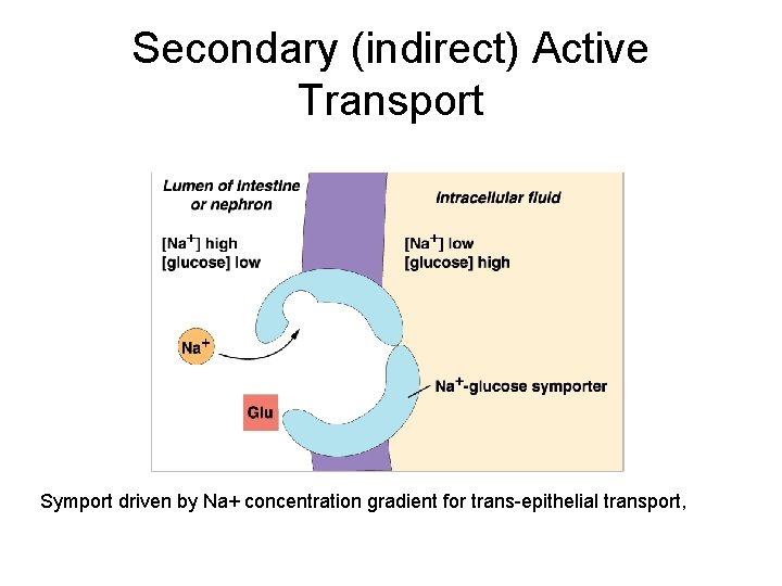 Secondary (indirect) Active Transport Symport driven by Na+ concentration gradient for trans-epithelial transport, 