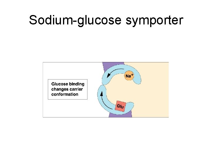 Sodium-glucose symporter 