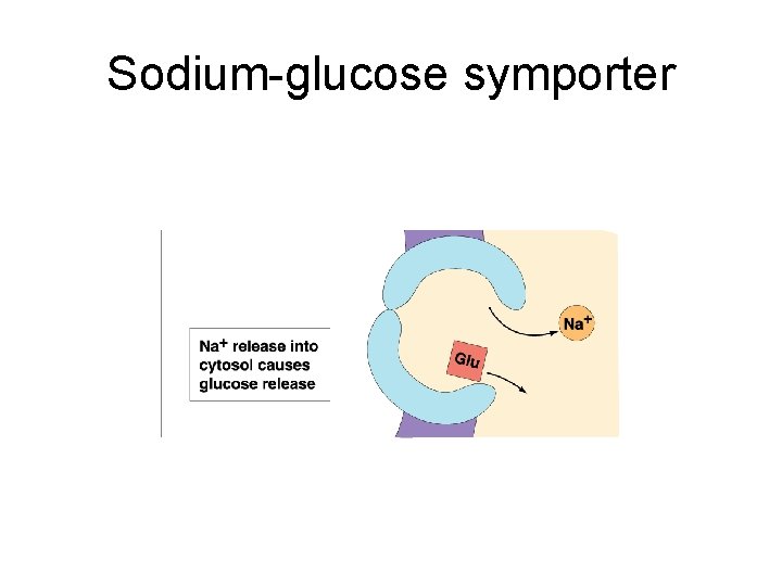 Sodium-glucose symporter 