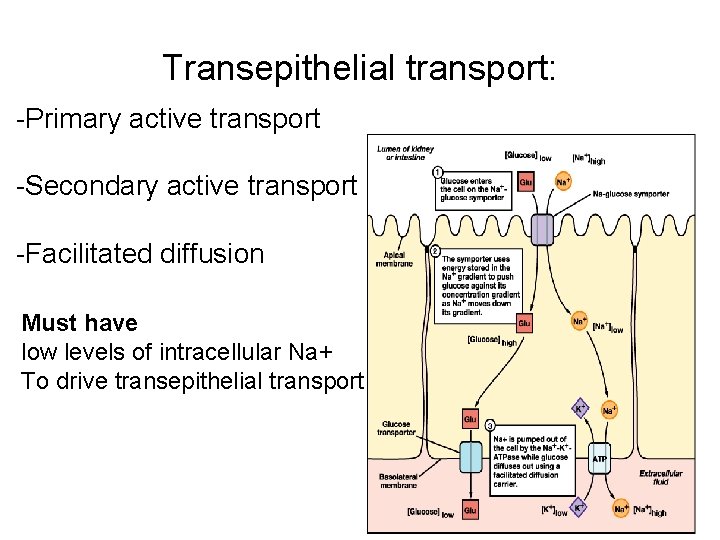 Transepithelial transport: -Primary active transport -Secondary active transport -Facilitated diffusion Must have low levels