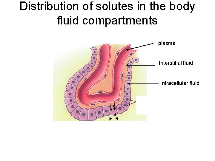 Distribution of solutes in the body fluid compartments plasma Interstitial fluid Intracellular fluid 