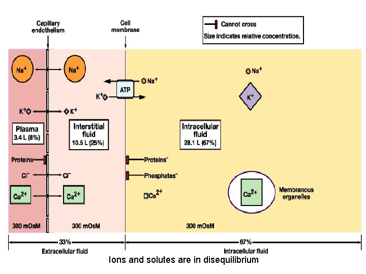 Ions and solutes are in disequilibrium 