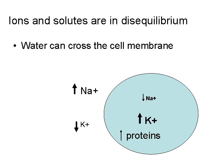 Ions and solutes are in disequilibrium • Water can cross the cell membrane Na+