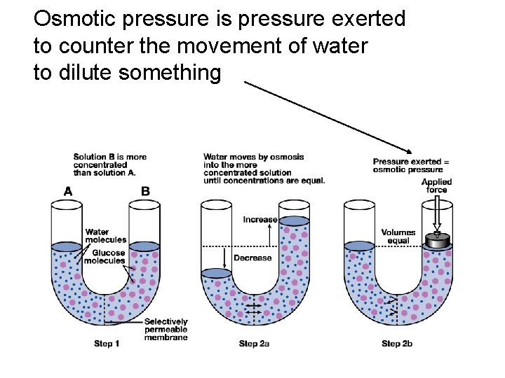 Osmotic pressure is pressure exerted to counter the movement of water to dilute something