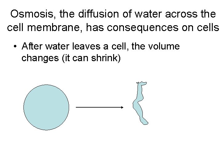 Osmosis, the diffusion of water across the cell membrane, has consequences on cells •