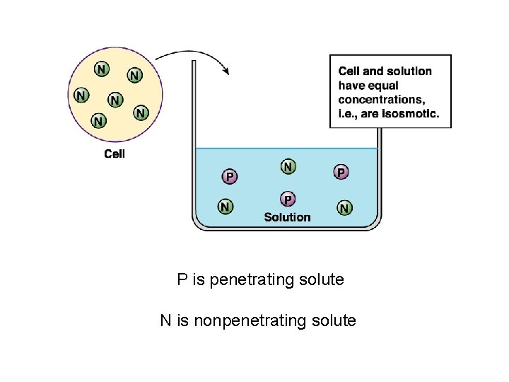 P is penetrating solute N is nonpenetrating solute 
