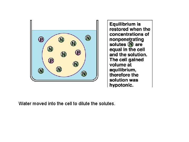 Water moved into the cell to dilute the solutes. 