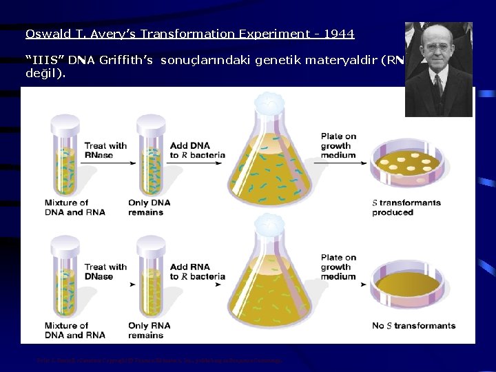 Oswald T. Avery’s Transformation Experiment - 1944 “IIIS” DNA Griffith’s sonuçlarındaki genetik materyaldir (RNA
