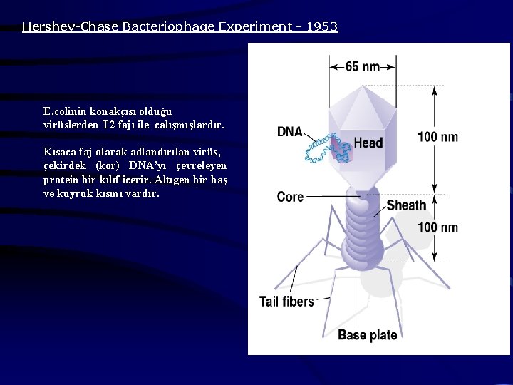 Hershey-Chase Bacteriophage Experiment - 1953 E. colinin konakçısı olduğu virüslerden T 2 fajı ile