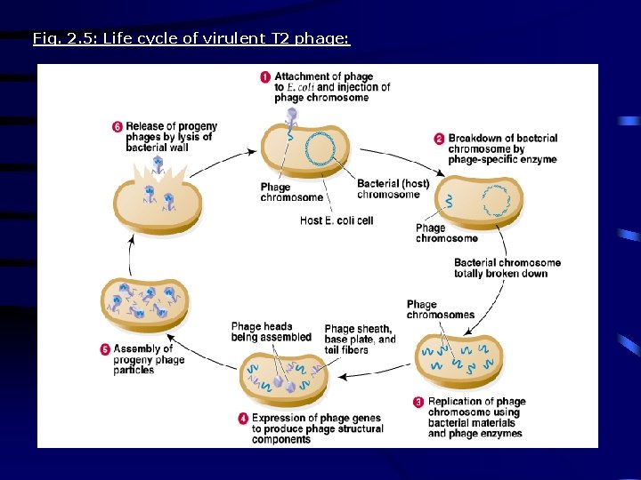 Fig. 2. 5: Life cycle of virulent T 2 phage: 