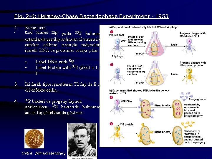 Fig. 2 -6: Hershey-Chase Bacteriophage Experiment - 1953 1. Bunun için • E. coli