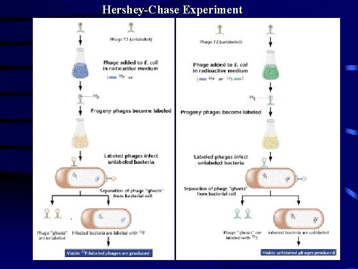 Hershey-Chase Experiment 