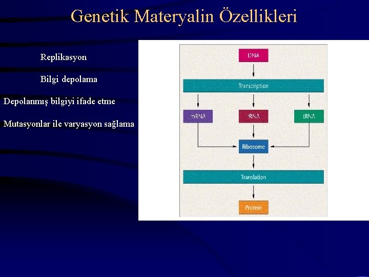 Genetik Materyalin Özellikleri Replikasyon Bilgi depolama Depolanmış bilgiyi ifade etme Mutasyonlar ile varyasyon sağlama