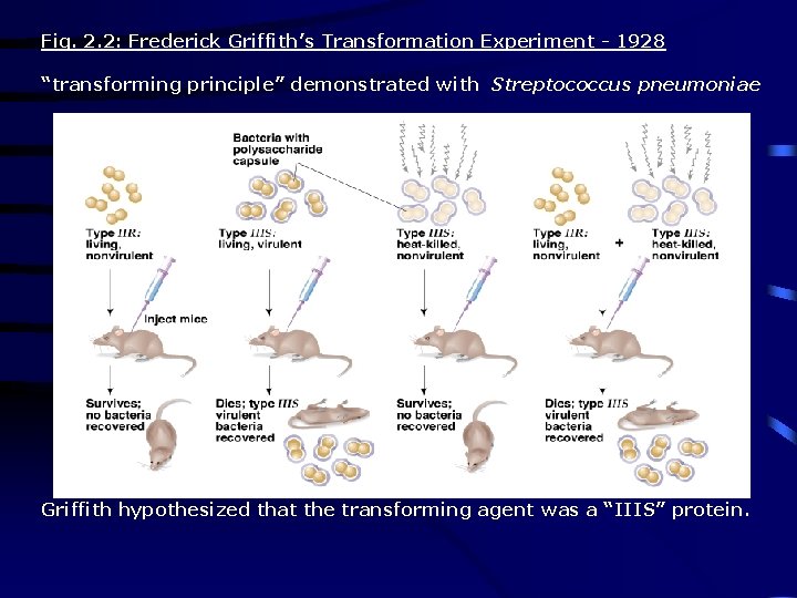 Fig. 2. 2: Frederick Griffith’s Transformation Experiment - 1928 “transforming principle” demonstrated with Streptococcus