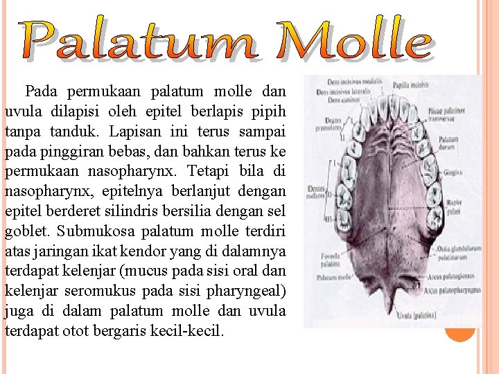 Pada permukaan palatum molle dan uvula dilapisi oleh epitel berlapis pipih tanpa tanduk. Lapisan Pada permukaan palatum molle dan uvula dilapisi oleh epitel berlapis pipih tanpa tanduk. Lapisan