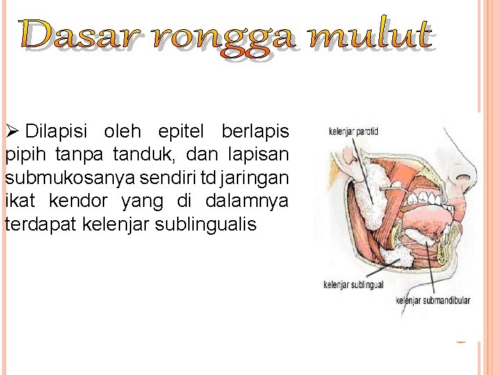 Ø Dilapisi oleh epitel berlapis pipih tanpa tanduk, dan lapisan submukosanya sendiri td jaringan Ø Dilapisi oleh epitel berlapis pipih tanpa tanduk, dan lapisan submukosanya sendiri td jaringan